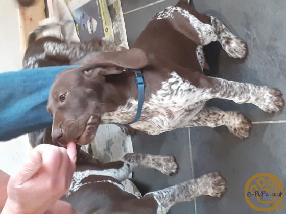 Liver & White Ticked KC Registered German Shorthaired Pointer Puppies - two boys ready to leave now