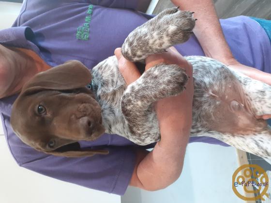 Liver & White Ticked KC Registered German Shorthaired Pointer Puppies - two boys ready to leave now