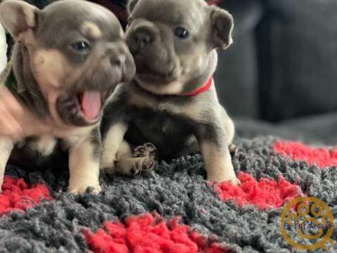 Lovely Active French bulldog puppies