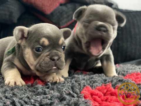 Lovely Active French bulldog puppies
