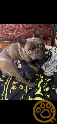 Stunning Frenchie x Pug puppies for sale