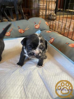 Stunning Frenchie x Pug puppies for sale