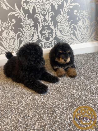 Stunning Black and Tan Male Poodle- Ready to leave