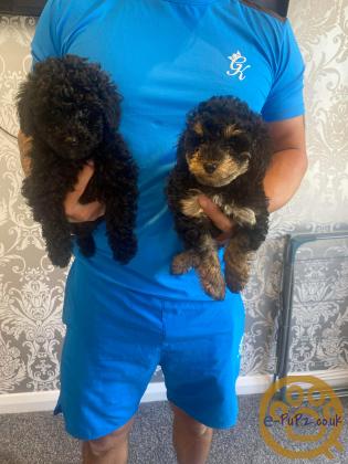 Stunning Toy Poodle Puppies- Ready to leave