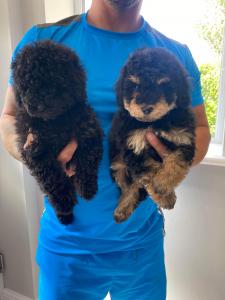Stunning Black and Tan Male Poodle- Ready to leave
