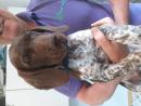 Liver & White Ticked KC Registered german Shorthaired Pointer Puppies - two boys ready to leave now