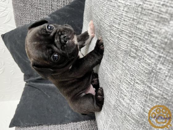 Beautiful French bulldog puppies for sale