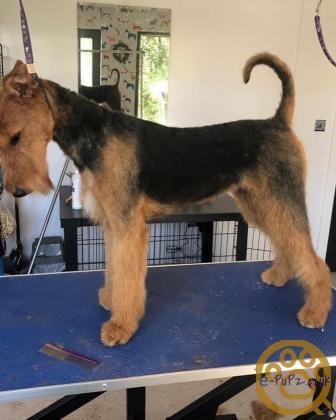 Stunning Airedales ready 7.7.22