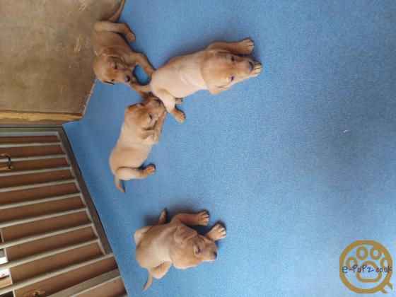 Fox Red Labradors for sale