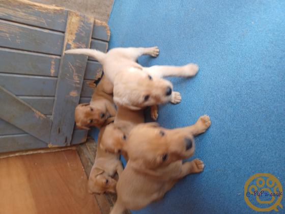 Fox Red Labradors for sale