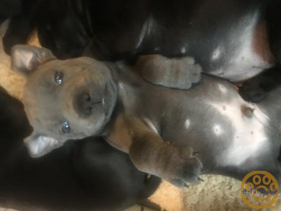 Top Kc health tested Staffordshire bull terrier puppies