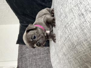 Beautiful French bulldog puppies for sale