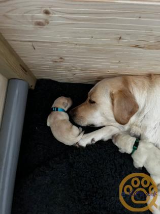Golden labrador retriever puppies