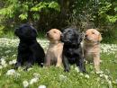 STUNNING LABRADOR KC REGISTERED pups FOR SALE - WARWICKSHIRE