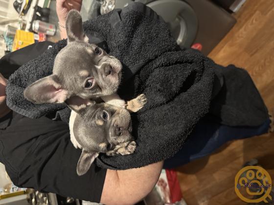 Gorgeous, Chunky -  KC Registered French Bulldog Pupppies