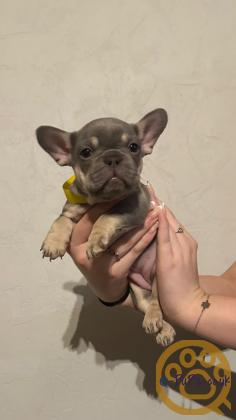 Gorgeous, Chunky -  KC Registered French Bulldog Pupppies