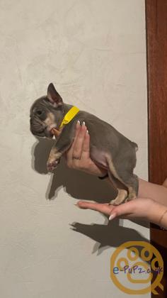 Gorgeous, Chunky -  KC Registered French Bulldog Pupppies