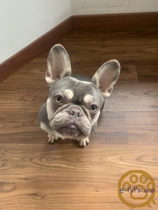 Gorgeous, Chunky -  KC Registered French Bulldog Pupppies