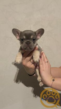 Gorgeous, Chunky -  KC Registered French Bulldog Pupppies