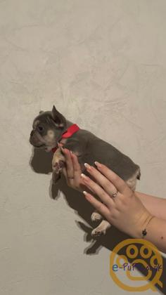 Gorgeous, Chunky -  KC Registered French Bulldog Pupppies