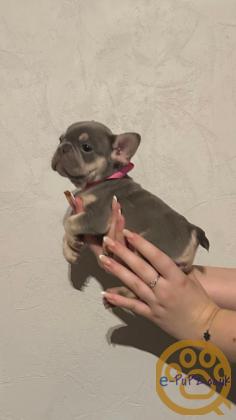 Gorgeous, Chunky -  KC Registered French Bulldog Pupppies