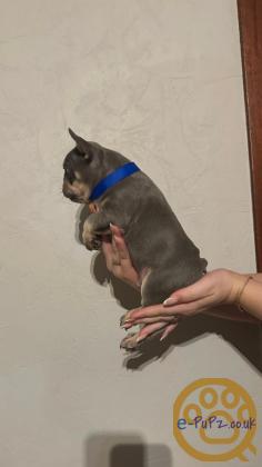 Gorgeous, Chunky -  KC Registered French Bulldog Pupppies