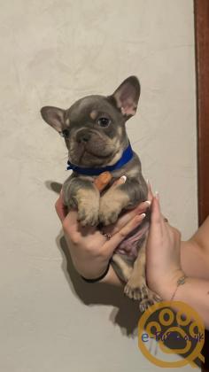 Gorgeous, Chunky -  KC Registered French Bulldog Pupppies