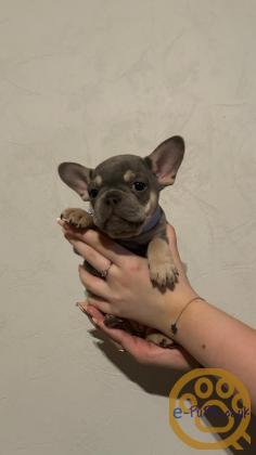 Gorgeous, Chunky -  KC Registered French Bulldog Pupppies