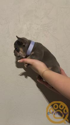Gorgeous, Chunky -  KC Registered French Bulldog Pupppies