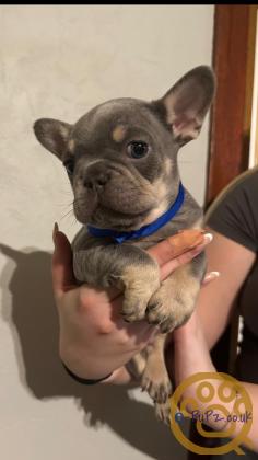 Gorgeous, Chunky -  KC Registered French Bulldog Pupppies