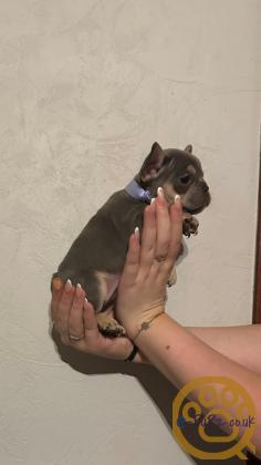 Gorgeous, Chunky -  KC Registered French Bulldog Pupppies