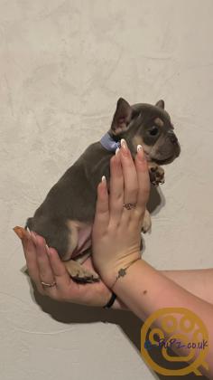 Gorgeous, Chunky -  KC Registered French Bulldog Pupppies