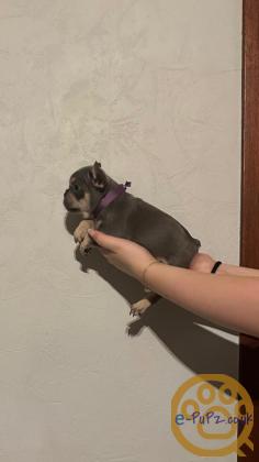 Gorgeous, Chunky -  KC Registered French Bulldog Pupppies