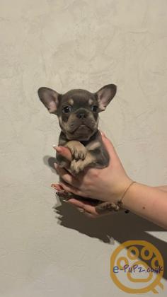 Gorgeous, Chunky -  KC Registered French Bulldog Pupppies