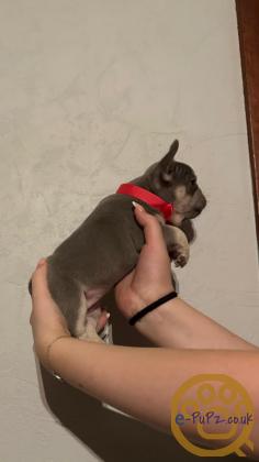 Gorgeous, Chunky -  KC Registered French Bulldog Pupppies