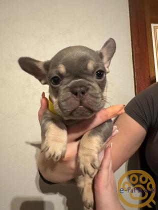 Gorgeous, Chunky -  KC Registered French Bulldog Pupppies