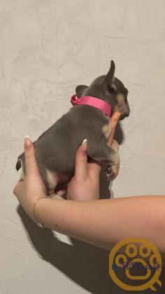 Gorgeous, Chunky -  KC Registered French Bulldog Pupppies