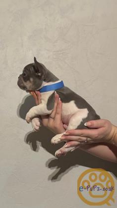 Gorgeous, Chunky -  KC Registered French Bulldog Pupppies