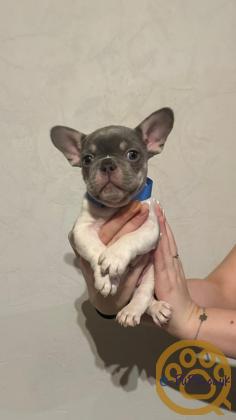 Gorgeous, Chunky -  KC Registered French Bulldog Pupppies