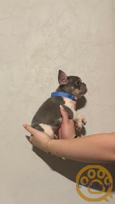 Gorgeous, Chunky -  KC Registered French Bulldog Pupppies