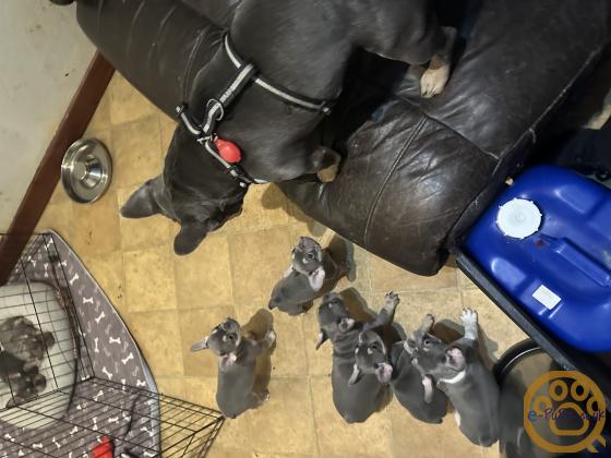 Gorgeous, Chunky -  KC Registered French Bulldog Pupppies
