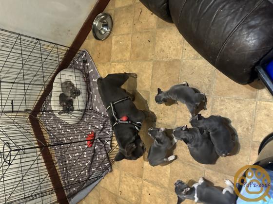 Gorgeous, Chunky -  KC Registered French Bulldog Pupppies