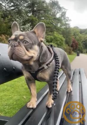 Gorgeous, Chunky -  KC Registered French Bulldog Pupppies
