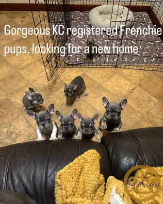 Gorgeous, Chunky -  KC Registered French Bulldog Pupppies