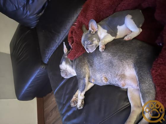 Gorgeous, Chunky -  KC Registered French Bulldog Pupppies