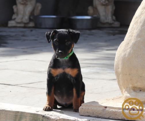 Stunning xoloitzcuintli coated puppy's