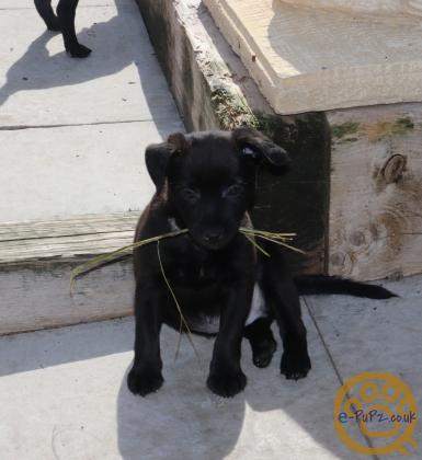 Stunning xoloitzcuintli coated puppy's