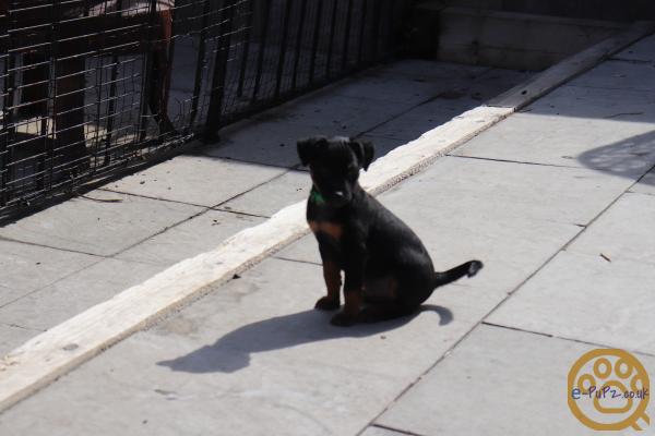 Stunning xoloitzcuintli coated puppy's