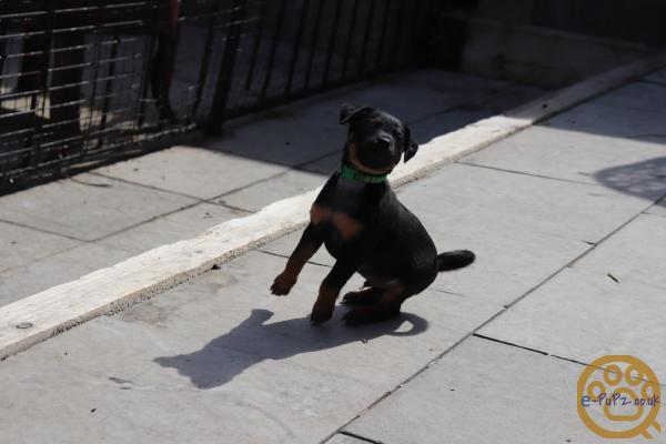 Stunning xoloitzcuintli coated puppy's