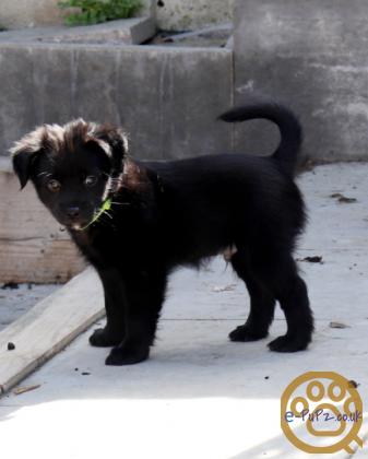 Stunning xoloitzcuintli coated puppy's